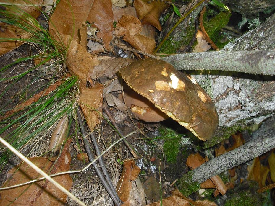 Finalmente dopo tanta acqua arrivano i funghi in Sicilia!